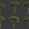Various Arbor Trees With Green Canopies And Brown Trunks For Landscape Design
