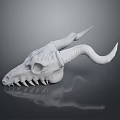 White Horned Skull 3D Model With Detailed Texture On Black Background 3d model