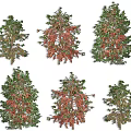 Various Arbor Trees With Green Foliage And Red Blooms For Landscape
