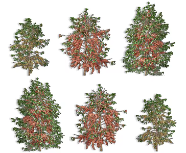 Small Fruit Coffee Bean Trees Arbor Plants Arabica Coffee Bean Trees Arabica Coffee Trees Courtyard Garden Coffee Trees Street Trees Landscape Trees 3d model