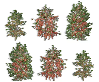 Small Fruit Coffee Bean Trees Arbor Plants Arabica Coffee Bean Trees Arabica Coffee Trees Courtyard Garden Coffee Trees Street Trees Landscape Trees 3d model