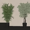 Lush Potted Plants In Black Pots With Modern Light Wall And Gray Floor Background