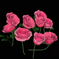 Blooming Beautiful Pink Roses With Fresh Green Leaves On Dark Background