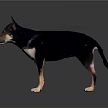 Black and tan dog with erect ears standing on reflective black background