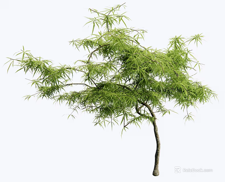 Elegant Arbor With Lush Green Foliage And Slender Trunk For Garden Landscaping 3d model 