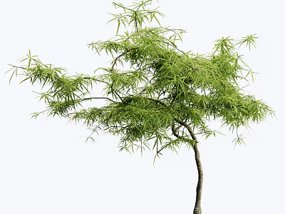 Elegant Arbor With Lush Green Foliage And Slender Trunk For Garden Landscaping 3d model