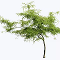 Elegant Arbor With Lush Green Foliage And Slender Trunk For Garden Landscaping