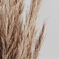Elegant Beige Vase With Dried Pampas Grass For Minimalist Home Decor
