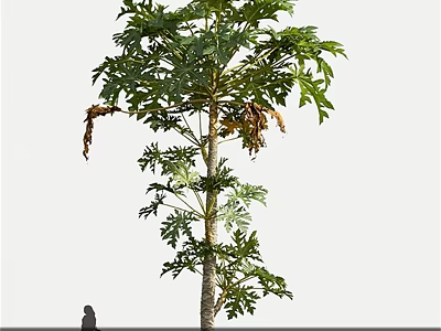 Tall Arbor With Lush Green Leaves Withered Foliage And Human Figure For Scale 3d model