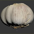 Natural Organic Fresh Whole Garlic Bulb With Purple Stripes On Black Background