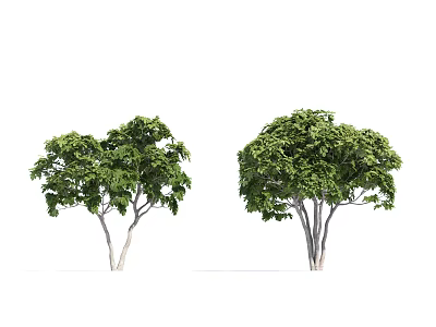 Modern Tree Fig 3d model Modern Tree Fig 3d model