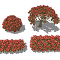 Ornamental Red Leaf Shrubs With Round Shape Tree Form Hedge Design And Lush Foliage