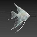 Silver Angelfish Aquatic Animal with Long Fins Against Black Background