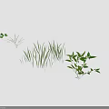 Green Plants With Slender Grass Leaves And Branches With White Small Flowers