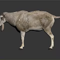 Realistic Gray And White Goat With Black Tipped Ears And Hooves Standing On White Background