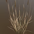 Ornamental Grass Plant With Slender Stems And Brown Spiked Tops For Decorative