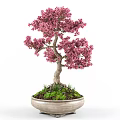 Beautiful Bonsai Potted Plant With Pink Flowers Twisted Trunk And Green Moss