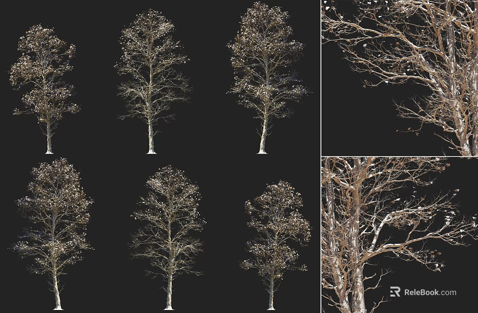 Deciduous Trees With Detailed Branches Foliage And Trunk Structures From Multiple Angles 3d model