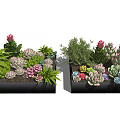 Decorative Potted Succulent Plants In Black Rectangular Containers With Various Green Pink And Purple Varieties