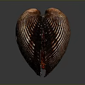 Organ And Hair Related Structure With Brown Shell Striped Surface