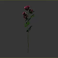 Beautiful Pink Roses With Green Leaves On Single Stem Against Gray Background