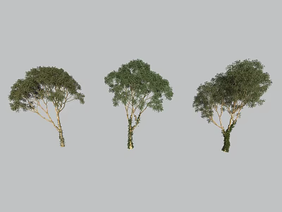 Three Decorative Bonsai Trees with Different Trunk Shapes and Lush Foliage Against Simple Gray Background 3d model