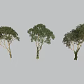 Three Decorative Bonsai Trees with Different Trunk Shapes and Lush Foliage Against Simple Gray Background