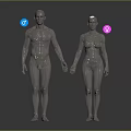 Detailed 3D Rendering Human Skeleton Limb Bones Anatomical Structure Male Female Models