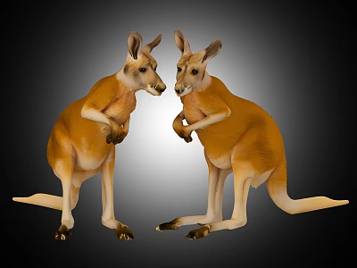 kangaroo kangaroo african kangaroo australia land animals wildlife conservation animals mammals 3d model