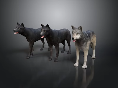 Three Realistic Wolf Models Standing in Black and Gray Colors with Studio Lighting 3d model