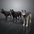 Three Realistic Wolf Models Standing in Black and Gray Colors with Studio Lighting