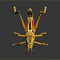 Vibrant Yellow Grasshopper With Red Wings On Dark Reflective Surface