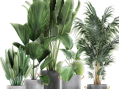 Various Large Leaf Indoor Potted Plants in Gray Ceramic Pots for Home Decor 3d model
