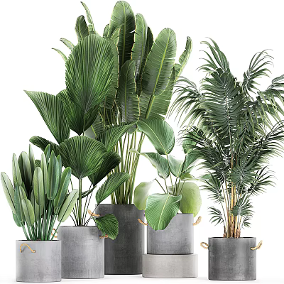 Various Large Leaf Indoor Potted Plants in Gray Ceramic Pots for Home Decor 3d model