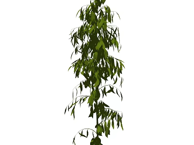 Tall Upright Shrub With Dense Green Leaves For Garden Landscaping 3d model
