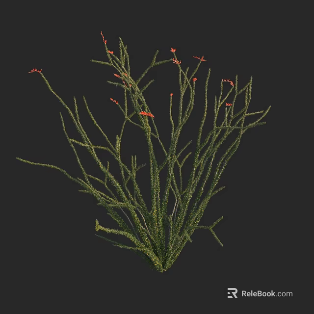 Green Plant with Slender Stems and Small Red Flowers on Top in Spreading Growth Habit 3d model 