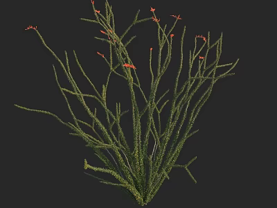 Green Plant with Slender Stems and Small Red Flowers on Top in Spreading Growth Habit 3d model