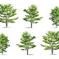 Isolated Green Leafy Trees With Various Crown Shapes On White Background 3d model