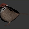 Modern sparrow, finch, bird 3d model