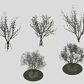 Various Tree Models Featuring Bare Branches and Leafy Crowns on Green Circular Base 3d model