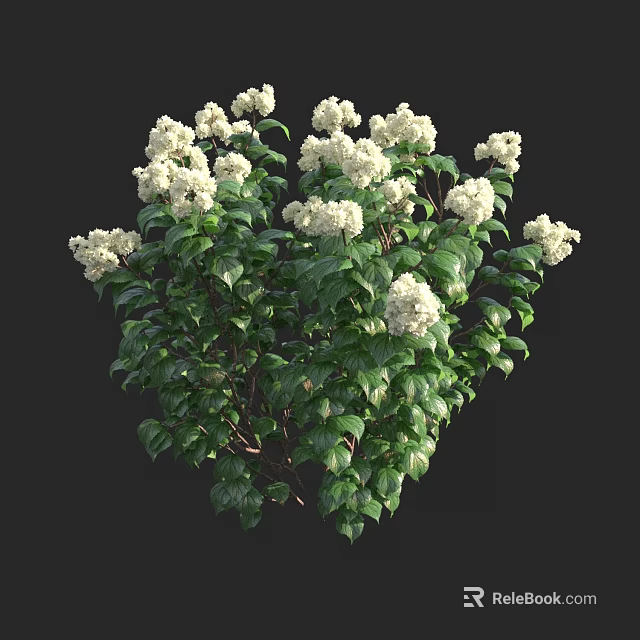 Lush Bush With Dense Green Leaves And Clustered White Flowers 3d model 