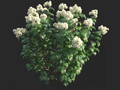 Lush Bush With Dense Green Leaves And Clustered White Flowers 3d model