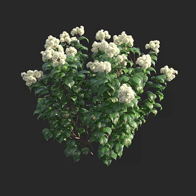 White Hydrangea Grass 3d model White Hydrangea Grass 3d model