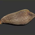 Organ And Hair Like Features On Striped Shell With Smooth Textured Surface