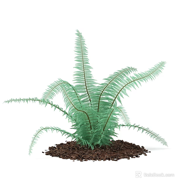 Lush Green Fern Plant with Long Feathery Leaves in Fresh Brown Soil 3d model 