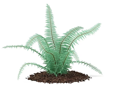Lush Green Fern Plant with Long Feathery Leaves in Fresh Brown Soil 3d model