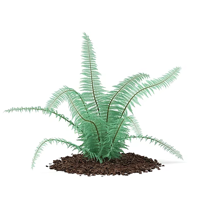 kidney fern grass garden plant 3d model kidney fern grass garden plant 3d model