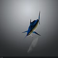 Striking Blue And Yellow Striped Sailfish With Long Bill And Sail Like Dorsal Fin