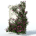 Clematis plant wall vine plant climbing wall plant 3d model