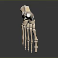 Detailed Human Foot Skeleton Model Medical Device for Anatomy Education